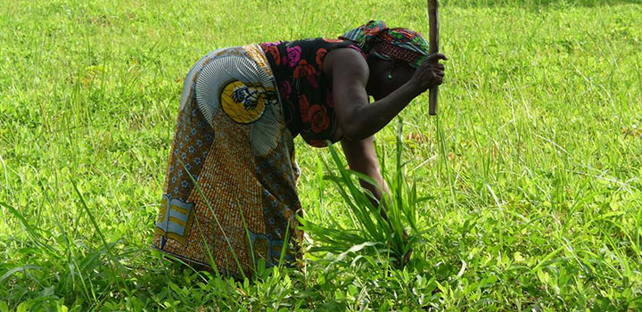 Agriculture et sécurité alimentaire